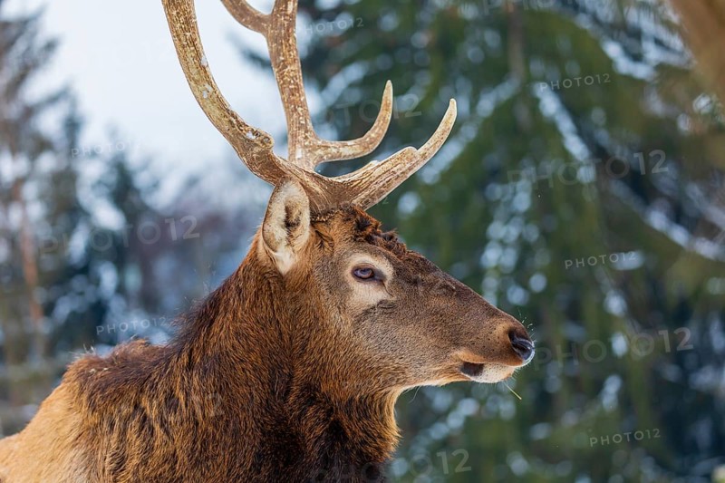 Portrait of a Wapiti stag, Cervus canadensis. A forest in the background