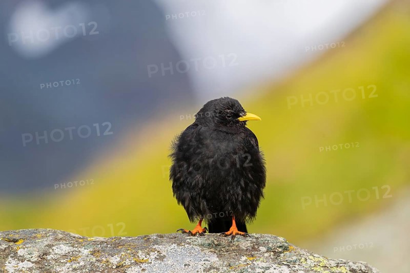 One young Alpine chough or yellow-billed chough (Pyrrhocorax graculus) stands on a rock in the Grossglockner Mountains region