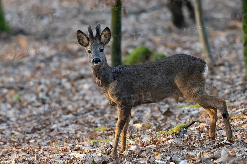 Roebuck (yearling) in the Bast, Wittlich, Rhineland-Palatinate, Germany, Europe