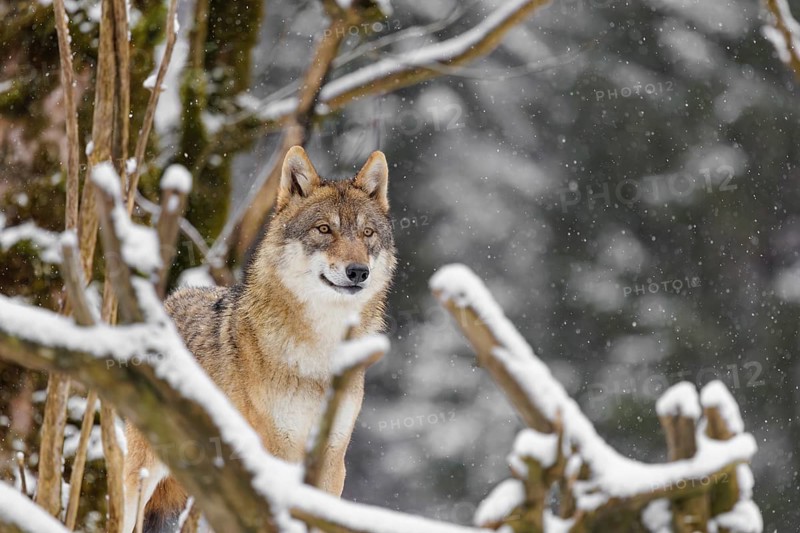 An adult female grey wolf (Canis lupus lupus) stands in the thicket of a sloping, snow-covered forest edge on a cold, cloudy day