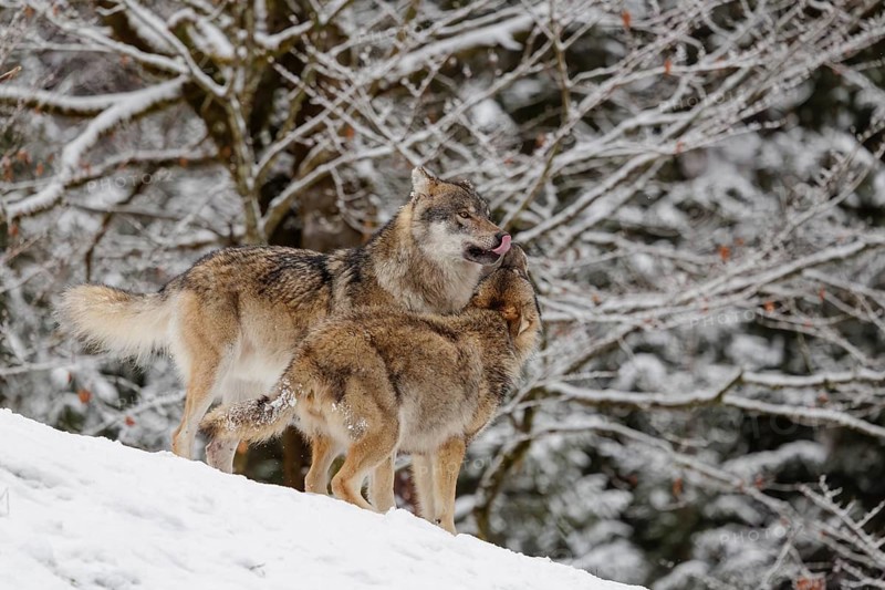 A young grey wolf (Canis lupus lupus) plays with its father on the sloping, snow-covered meadow on a cold, cloudy day