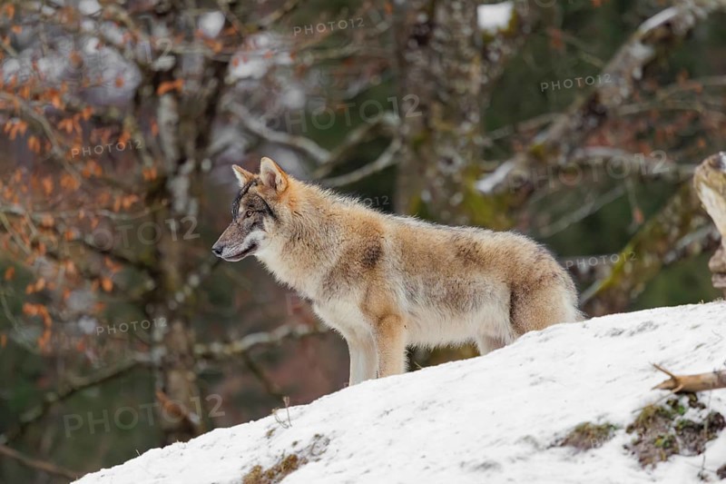 A young grey wolf (Canis lupus lupus) stands on a sloping, snow-covered meadow on a cold, cloudy day. A forest can be seen in the background