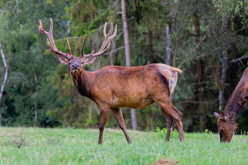 One male and one female Wapiti, Cervus canadensis, stand on a green meadow at a forest edge