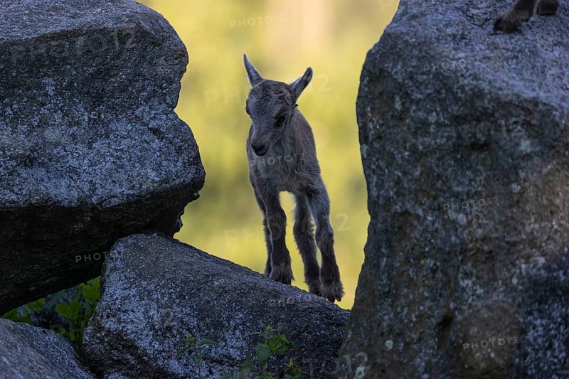 One baby ibex (Capra ibex) walking through a rock gate. A bright green forest in the background