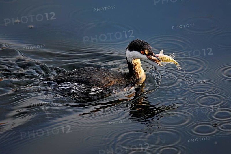 Slavonian grebe (Podiceps auritus), adult, in a white plumage, winter plumage, swimming with a fish in its beak, Lake Zug, Switzerland, Europe