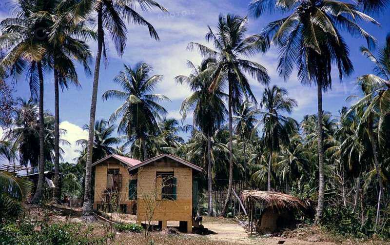 Coconut palm plantation and small houses for workers, Trinidad and Tobago 1961-1963