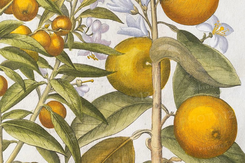 Bitter orange and orange with buds and blossoms, hand-coloured copperplate engraving by Basilius Besler, from Hortus Eystettensis, 1613