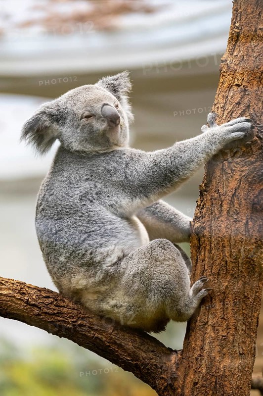 Koala (Phascolarctos cinereus) sitting on a tree, captive, distribution South Australia, Australia, Oceania