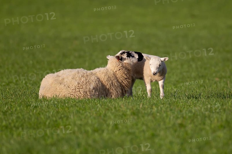Domestic sheep (Ovis aries) adult mother ewe and juvenile baby lamb farm animals in a grass field in springtime, England, United Kingdom, Europe