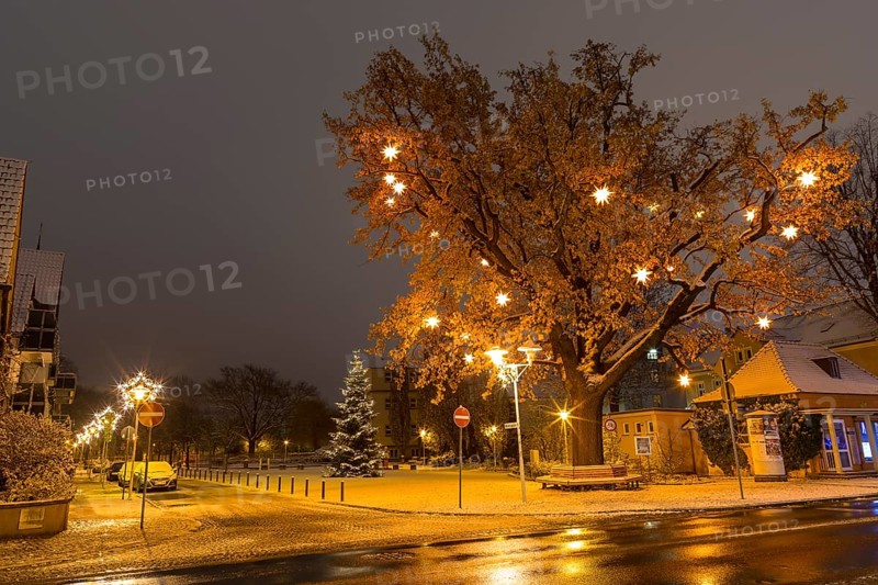 Oak tree on Wettinplatz with Herrnhut stars, star tree, Coswig, Saxony, Germany, Europe