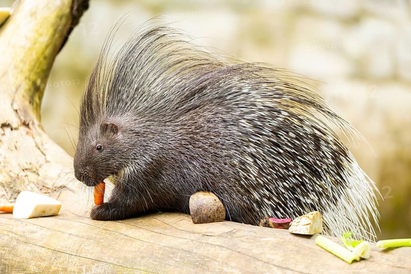 Old World porcupines (Hystrix cristata), Germany, Europe