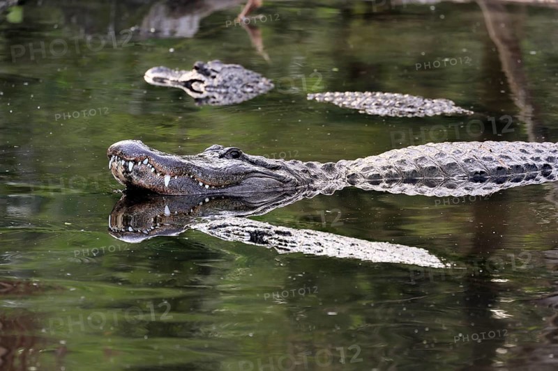 Mississippi Alligator (Alligator mississippiensis), pike alligator, adult, lying, friendly, smiling, in water, Florida, USA, North America