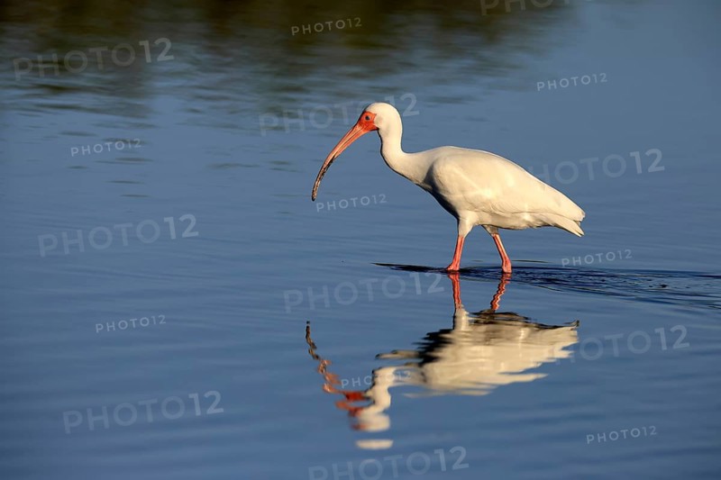 Snowy Ibis, (Eudocimus albus), adult, in the water, foraging, Merritt Island, Black Point Wildlife Drive, Florida, USA, North America