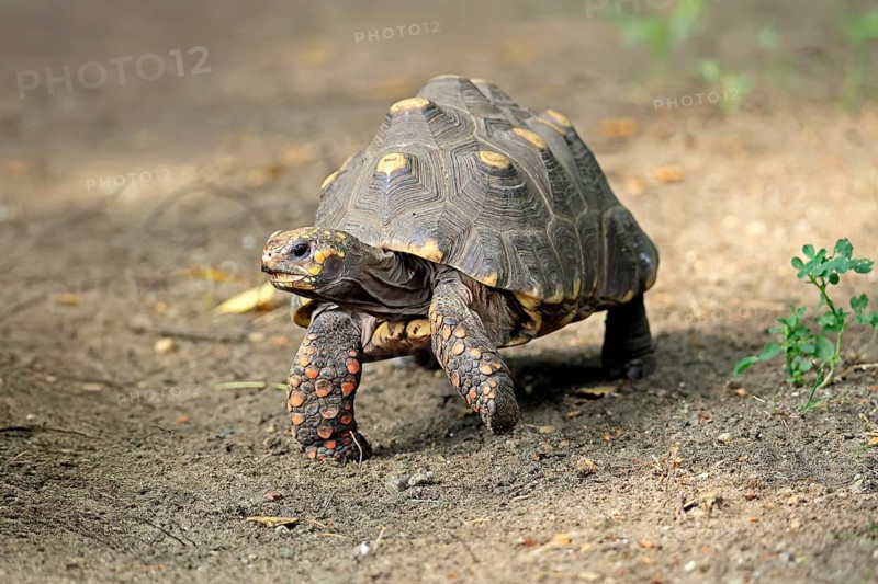 Coal turtle (Geochelone carbonaria), adult, foraging, South America