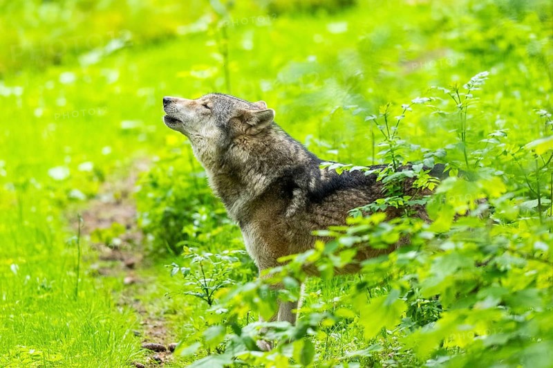 European gray wolf (Canis lupus lupus) howling in the forest, Germany, Europe