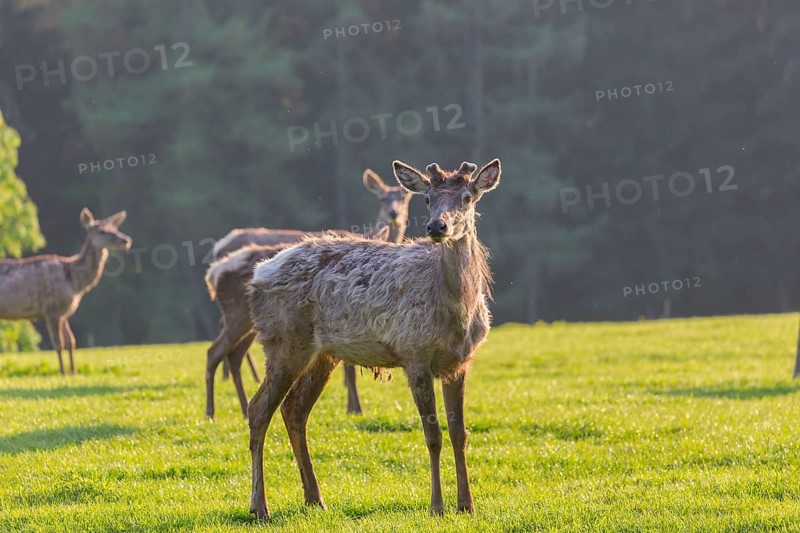 Altai maral, Altai wapiti or Altai elk, standing on meadow in backlight. Springtime with fresh green color. Forest in background