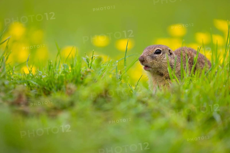 An adult European ground squirrel (Spermophilus citellus) or European souslik sits in green gras next to a flowering Ranunculus
