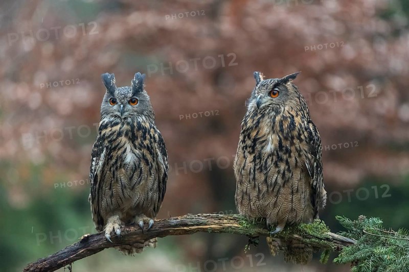 One female and one male Eurasian Eagle Owl, Bubo bubo, perched on a branch. A forest in autumn colors in the background
