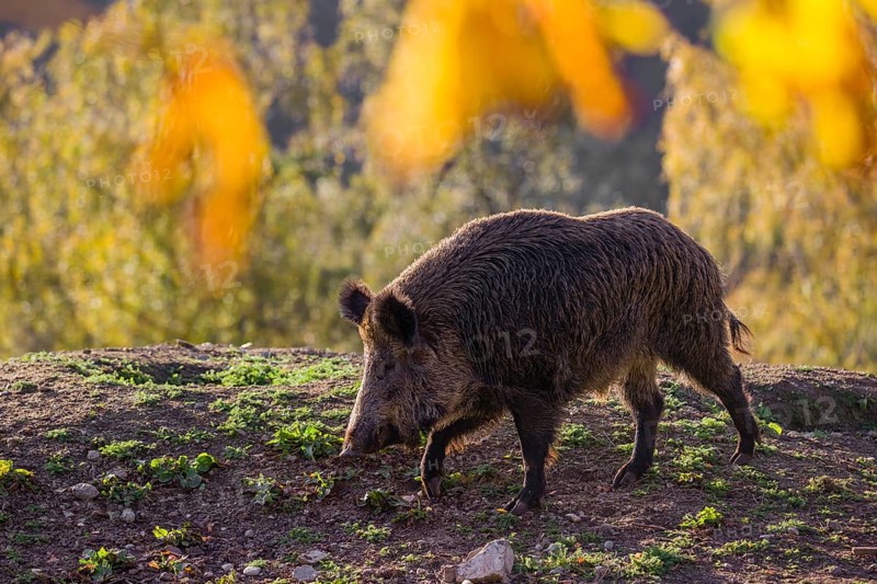 One wild boar or wild pig (Sus scrofa) stands on an opening. Early morning light and framed with some fall foliage