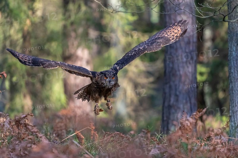 One Eurasian Eagle Owl, Bubo bubo, flying thru a forest with ferns on the ground