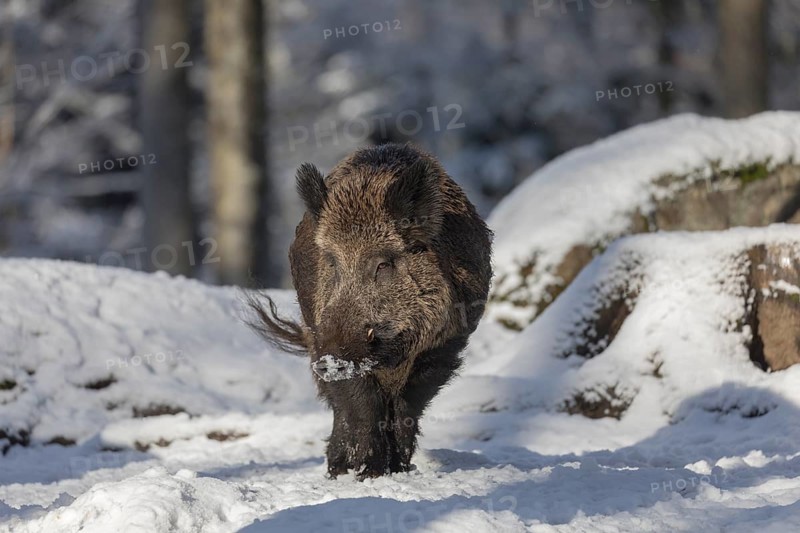 Wild boar or wild pig (Sus scrofa), walking through snow covered forest
