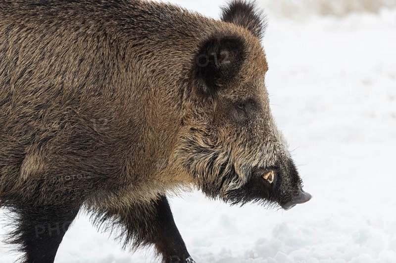Wild boar or wild pig (Sus scrofa), walking on snowy ground, trees in the background