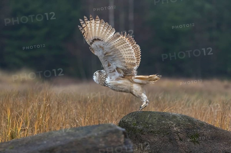 One Siberian Eagle Owl (Bubo bubo sibiricus) lifting off of a rock between tall reed grass lakeshore on an autumnal misty cold morning