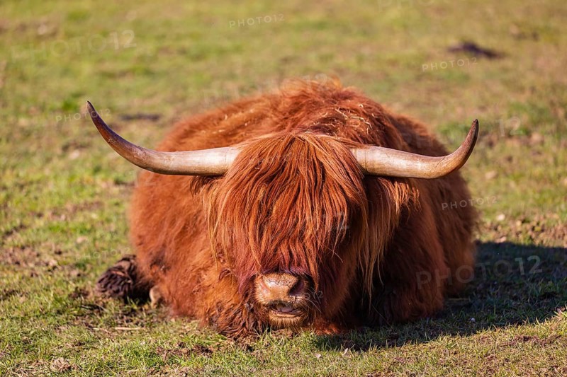 One Highland cow (Bos (primigenius) taurus) rests on a meadow
