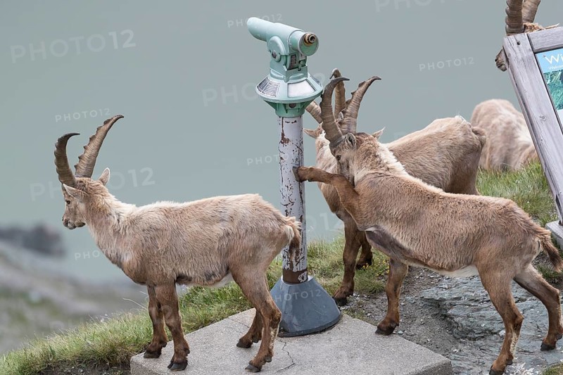 Some ibex (Capra ibex) walking along the Grossglockner High Alpine Road, looking interested on the information sign and the Monocular, behave like tourists. On 2500 m sea level in the Hohe Tauern National Park