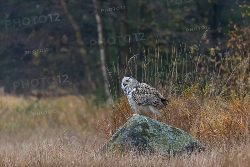 One Siberian Eagle Owl (Bubo bubo sibiricus) sitting on a rock between tall reed grass lakeshore on an autumnal misty cold morning