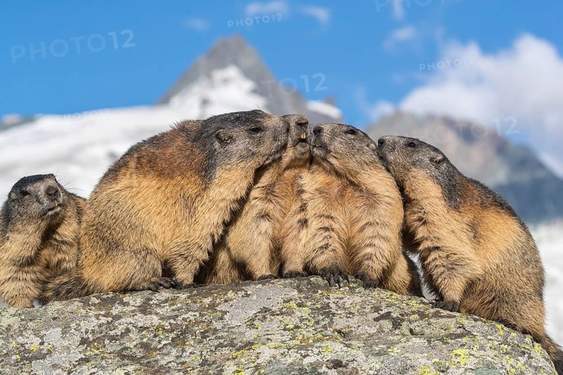 Group of Alpine Marmots, Marmota marmota, sideview portrait in early morning light. Grossglockner mountain in the distant background. Grossglockner high alpine road, Hohe Tauern National Park, Austria, Europe