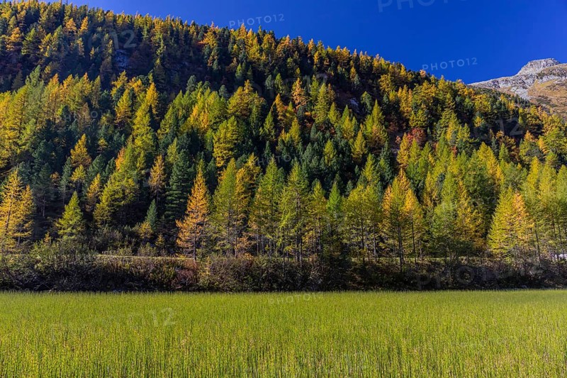 Little pond of the Malta river with a mountain forest in fall foliage on a bright sunny morning. Seen from the Malta Hochalm road. Carithia, Austria, Europe