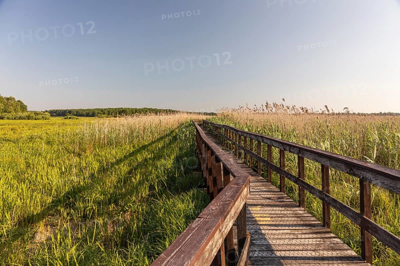 Boardwalk through the Narew Nationalpark in NE Poland. Tall reed grass on a clear and sunny day