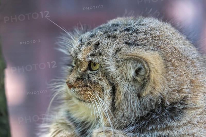 Portrait of a Pallas's cat (Otocolobus manul) or Manul. Near Threatened species on the IUCN Red List since 2002
