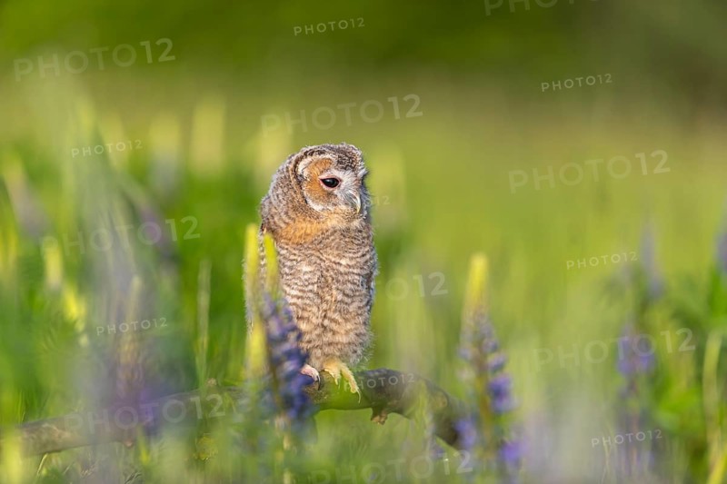 One young Ural owl (Strix uralensis) sitting on a branch lying in a field of flowering lupines in late evening light