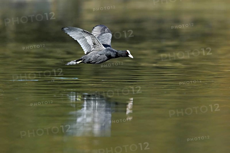 Eurasian Coot (Fulica atra), adult bird flying over the water, Flachsee, Canton Aargau, Switzerland, Europe