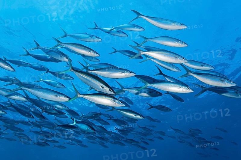 School of rainbow mackerel (Elagatis bipinnulata) swimming in the open sea, Great Barrier Reef, Unesco World Heritage Site, Coral Sea, Coral Sea, Pacific Ocean, Cairns, Queensland, Australia, Oceania