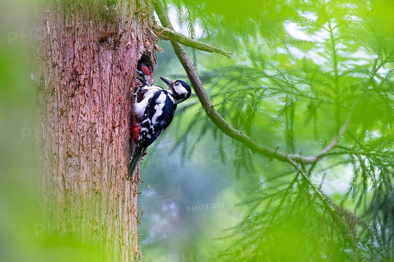 Great spotted woodpecker (Dendrocopos major), almost fledged juvenile bird beggingly plucking at the breast feathers of the female adult bird, Bad Homburg, Hesse, Germany, Europe
