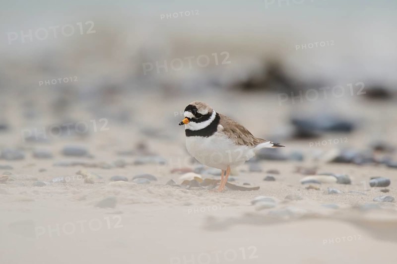 Common ringed plover (Charadrius hiaticula) on the beach, Düne, Helgoland, Schleswig-Holstein, Germany, Europe