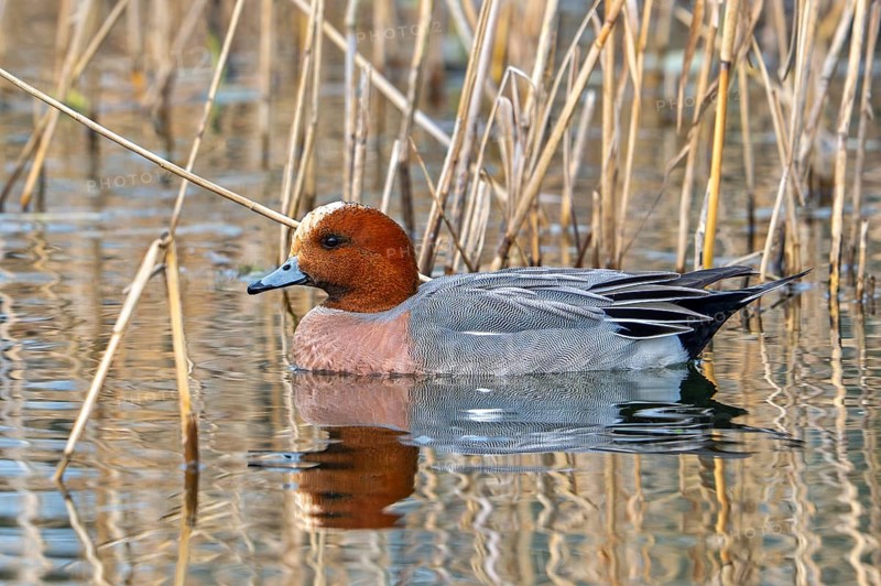 Eurasian wigeon, European wigeon (Mareca Penelope, Anas penelope) adult male dabbling duck swimming in pond in late winter, early spring
