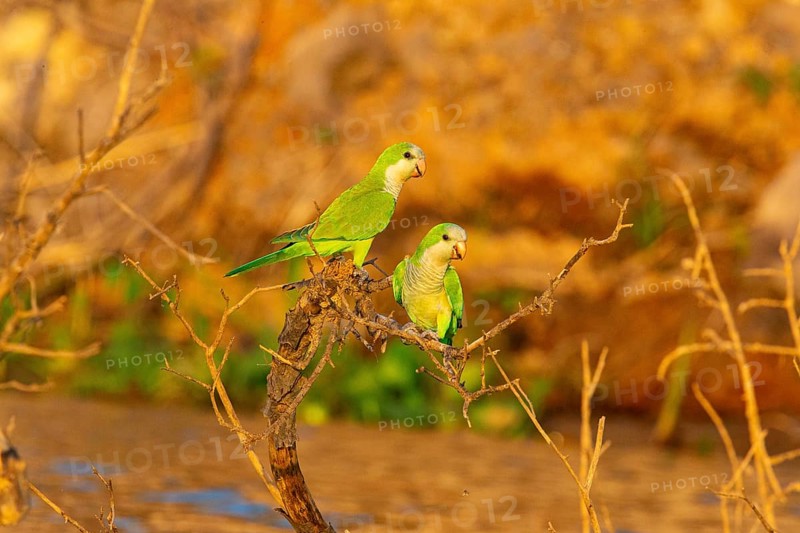 Monk parakeet (Myiopsitta monachus) Pantanal Brazil