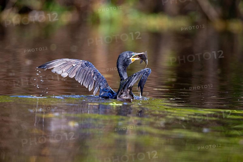 Humboldt Cormorant (Phalacrocorax brasilianus) Pantanal Brazil