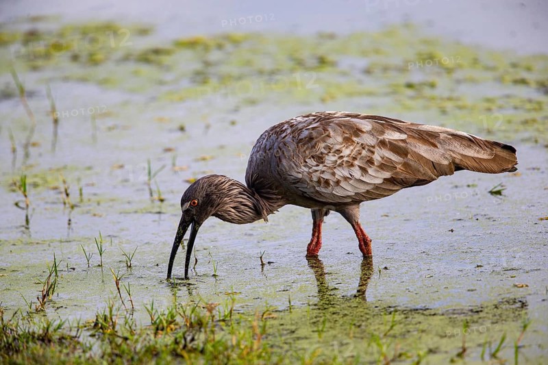 Plumbeous ibis (Harpiprion caerulescens) Pantanal Brazil