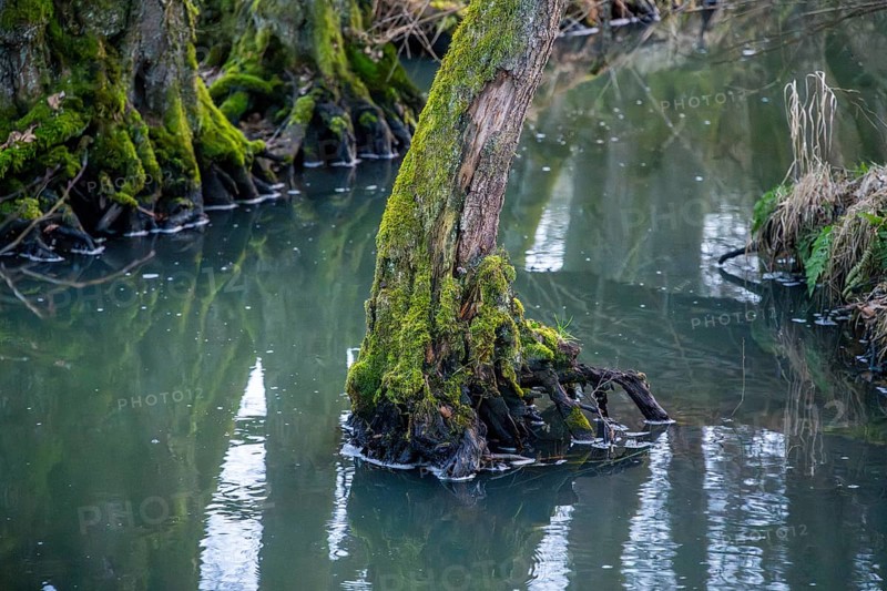 Winterladscape of a swamp with water and trees, Lengenbach, Deining, Upper Palatinate, Bavaria, Germany, Europe