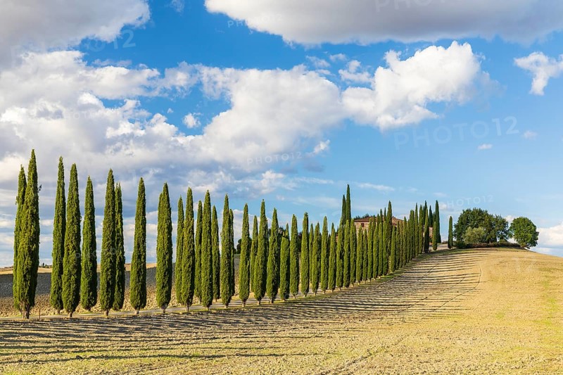 Poggio Covili estate with cypress avenue (Cupressus) on a hill, Castiglione d'Orcia, Val d'Orcia, Province of Siena, Tuscany, Italy, Europe