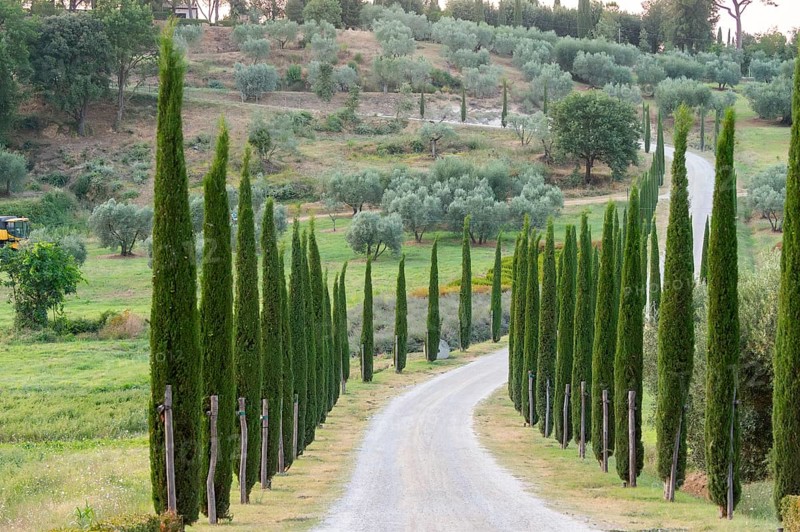 Road leading to the Palazzo massaini at sunset, Unesco world heritage site Val d´Orcia, Italy, Europe