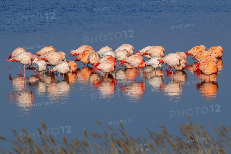 Greater flamingo flock (Phoenicopterus roseus) and Chilean flamingos (Phoenicopterus chilensis) resting in lake in winter, Zeeland, Netherlands