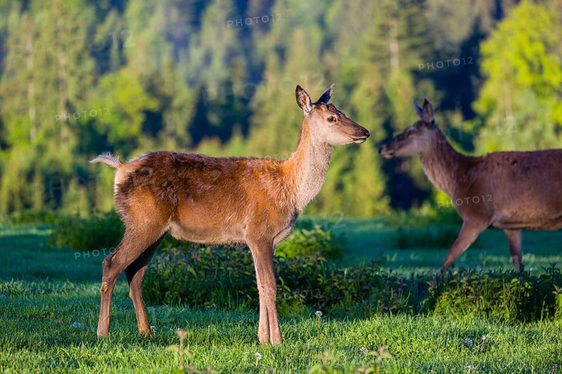 One young female Altai maral, Altai wapiti or Altai elk (Cervus canadensis sibiricus) stands on a meadow in the first light of the day