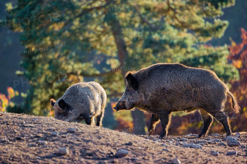 Two wild boar or wild pig (Sus scrofa), run across a clearing in hilly terrain in search of food. In the background you can see a forest in the fall foliage
