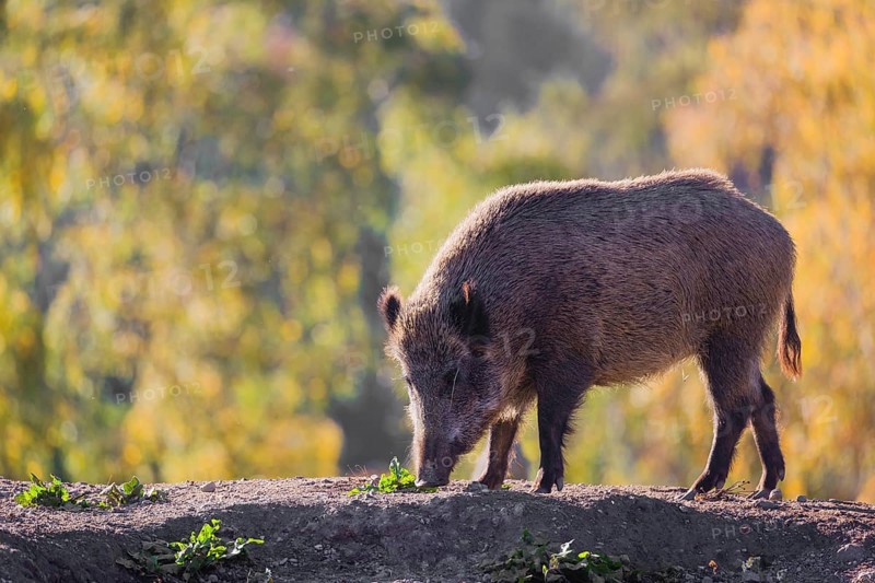 A wild boar or wild pig (Sus scrofa), runs across a clearing in hilly terrain in search of food. In the background you can see a forest in the fall foliage